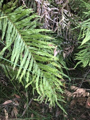 Blechnum minus