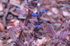 Ajuga australis