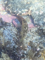 Notolabrus gymnogenis