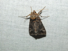 Autographa pulchrina