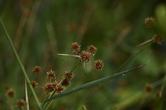 Rhynchospora holoschoenoides
