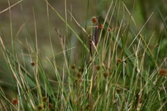 Rhynchospora holoschoenoides