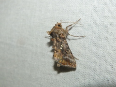 Autographa pulchrina