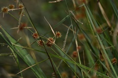 Rhynchospora holoschoenoides