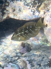 Notolabrus gymnogenis