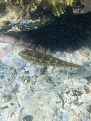 Notolabrus gymnogenis