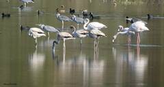 Phoenicopterus roseus