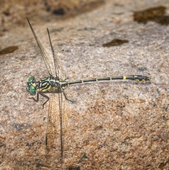 Austrogomphus ochraceus