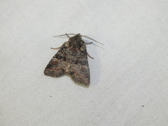 Brachylomia viminalis