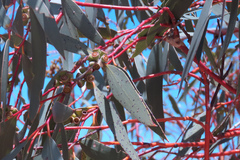 Eucalyptus pauciflora