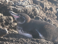 Spheniscus mendiculus