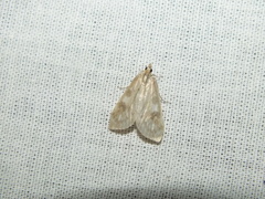 Udea olivalis