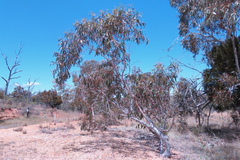 Eucalyptus pauciflora