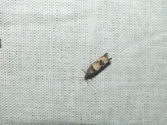 Notocelia incarnatana