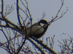 Parus minor