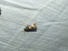 Notocelia incarnatana