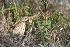 Ixobrychus cinnamomeus
