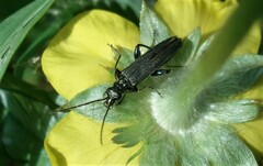 Oedemera virescens