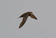 Apus pallidus