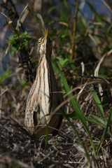 Ixobrychus cinnamomeus