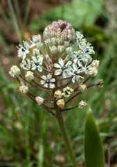 Schizocarphus nervosus