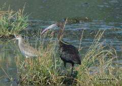 Plegadis falcinellus