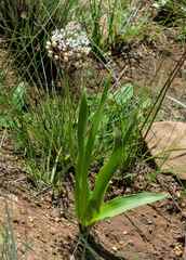 Schizocarphus nervosus