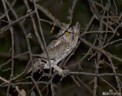 Otus scops