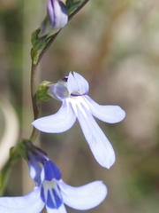 Lobelia gibbosa