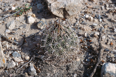 Coryphantha delicata