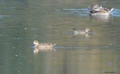 Marmaronetta angustirostris