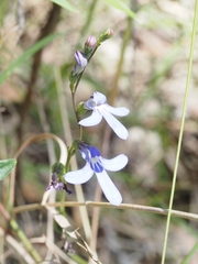 Lobelia gibbosa