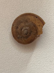 Nesiohelix yeni