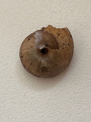 Nesiohelix yeni