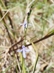 Lobelia gibbosa