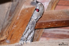 Strix mauritanica