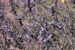 Hakea microcarpa