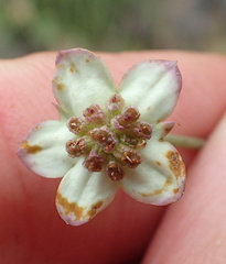 Alepidea woodii