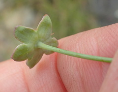 Alepidea woodii