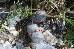 Mammillaria pottsii