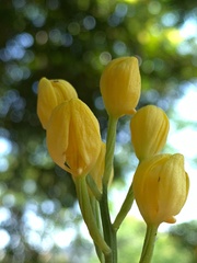 Cephalanthera falcata