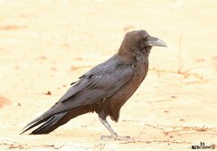 Corvus ruficollis