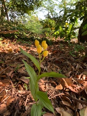 Cephalanthera falcata
