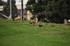 Alopochen aegyptiaca