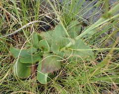 Alepidea woodii