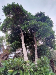 Ardisia sieboldii