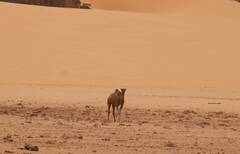 Camelus dromedarius