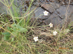 Alepidea woodii