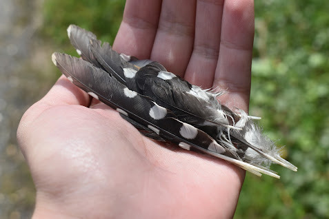 Plume de Pic épeiche