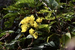 Peixotoa catarinensis